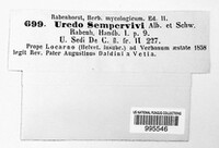 Endophyllum sempervivi image